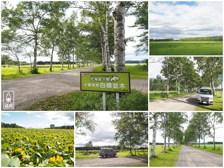 北海道景點 白樺並木街道 360度都是美景的田園小路 過期牛奶 過期牛奶