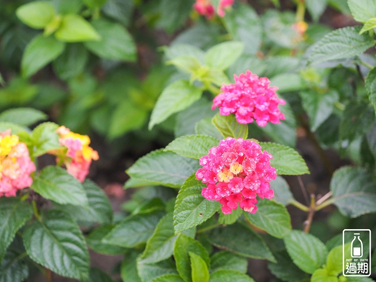 桃園風禾公園