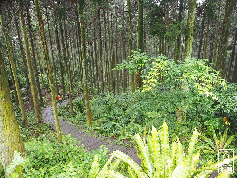 熊空茶園