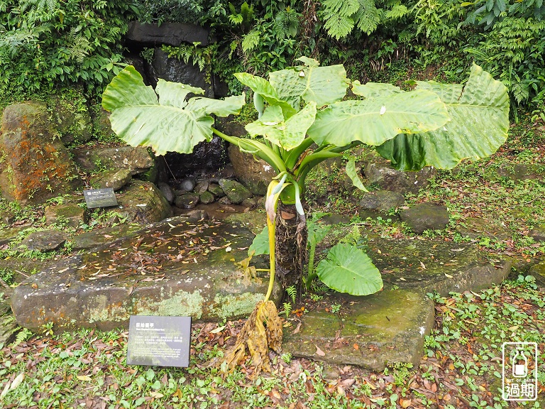 熊空茶園