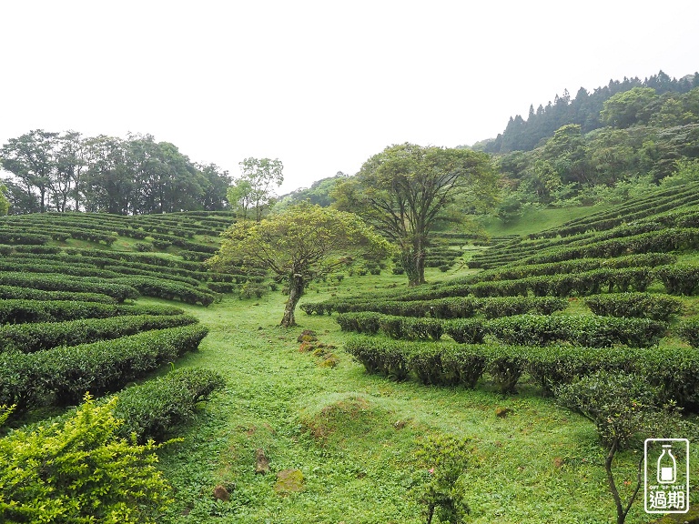 熊空茶園