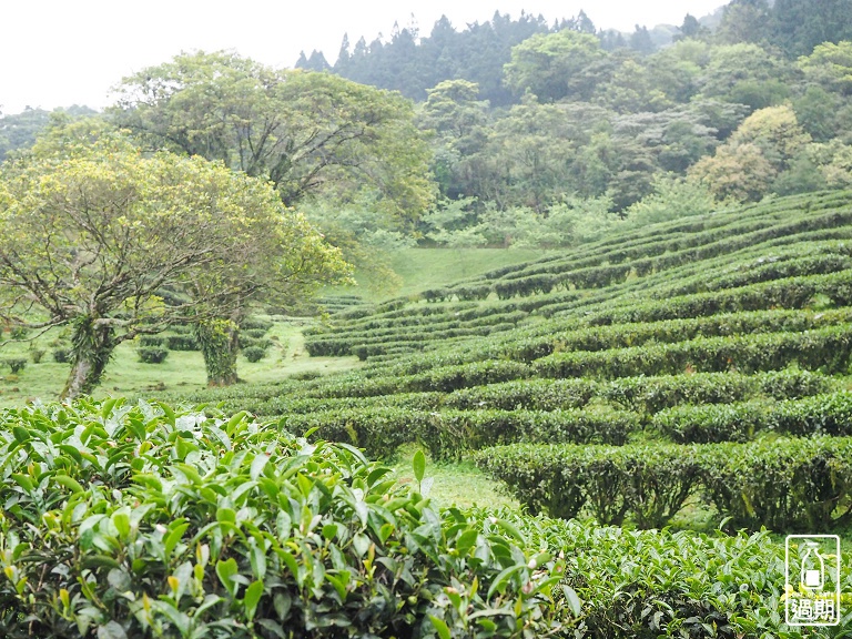 熊空茶園