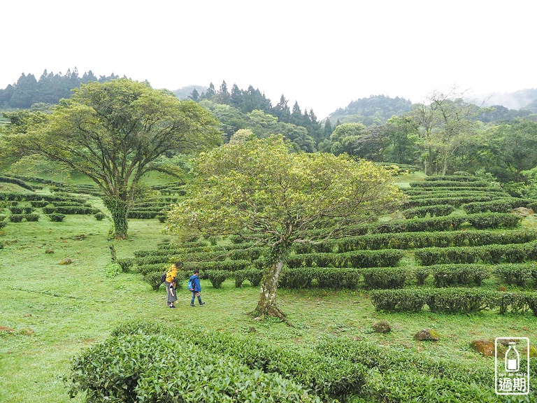 熊空茶園