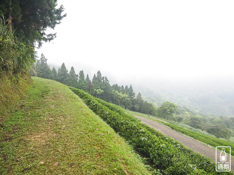 熊空茶園