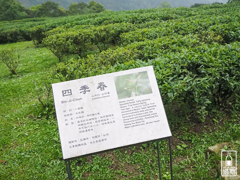 熊空茶園