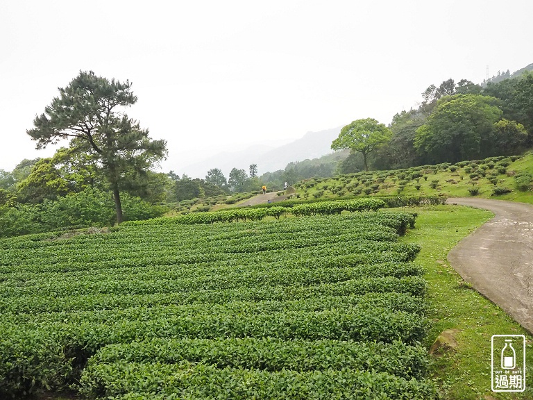 熊空茶園