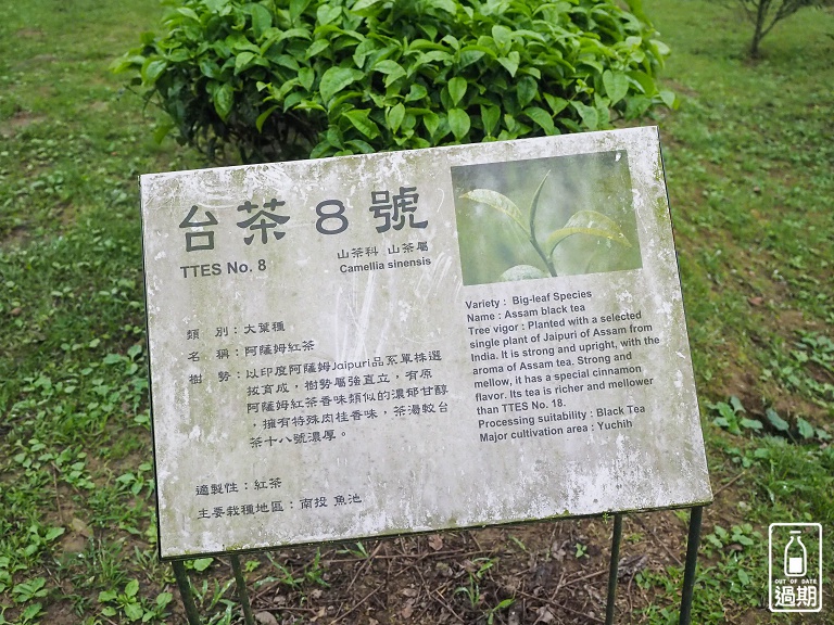 熊空茶園