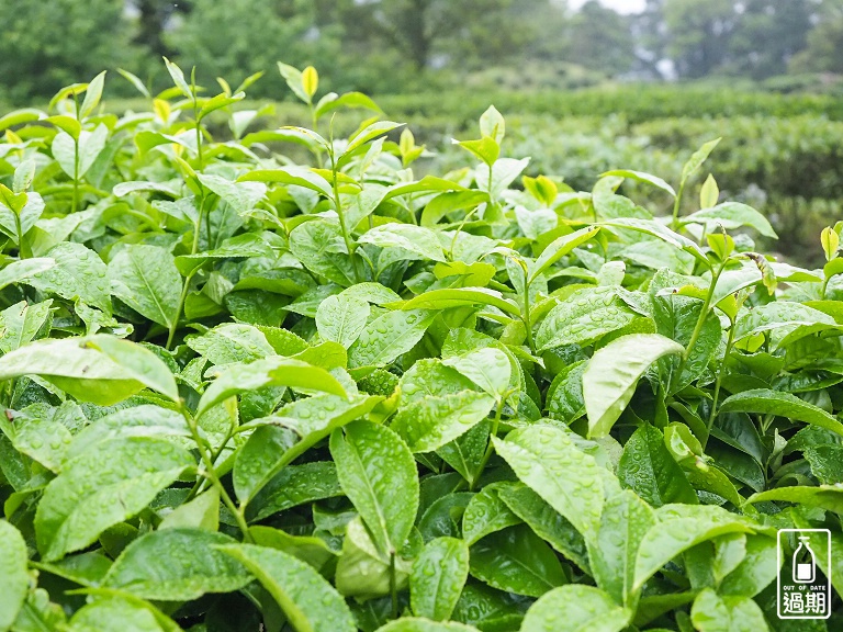 熊空茶園