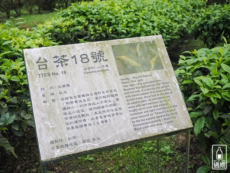 熊空茶園