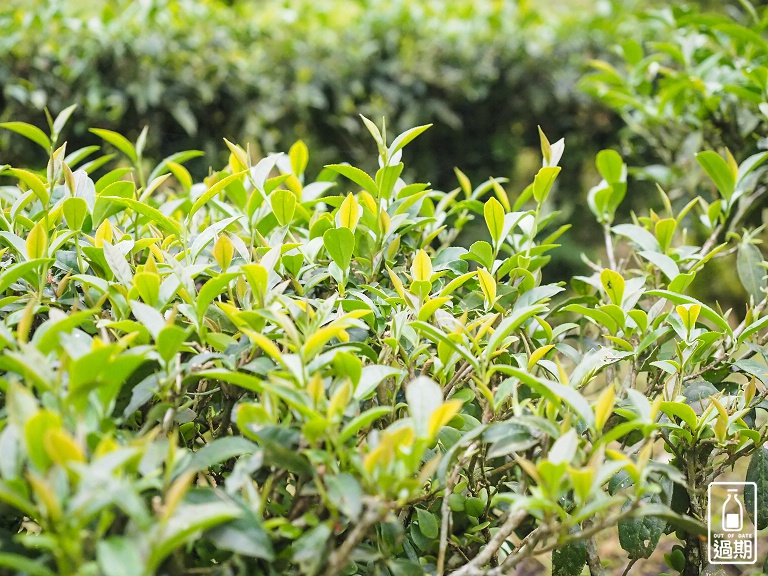 熊空茶園