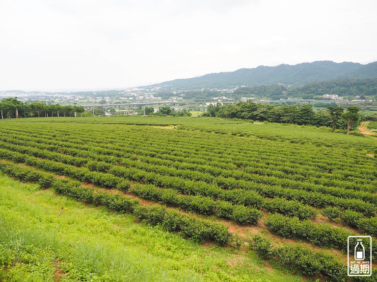 苗栗銅鑼茶廠