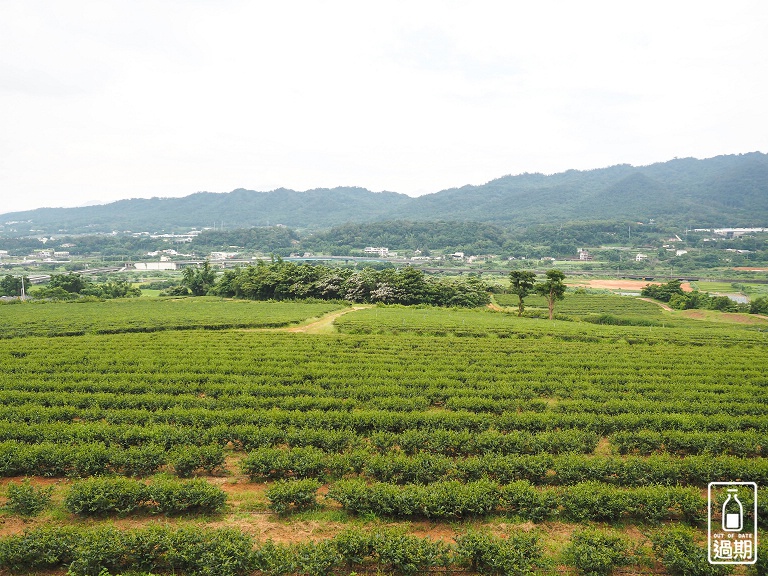 苗栗銅鑼茶廠