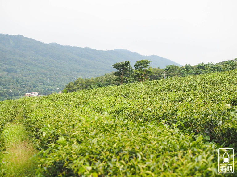 苗栗銅鑼茶廠