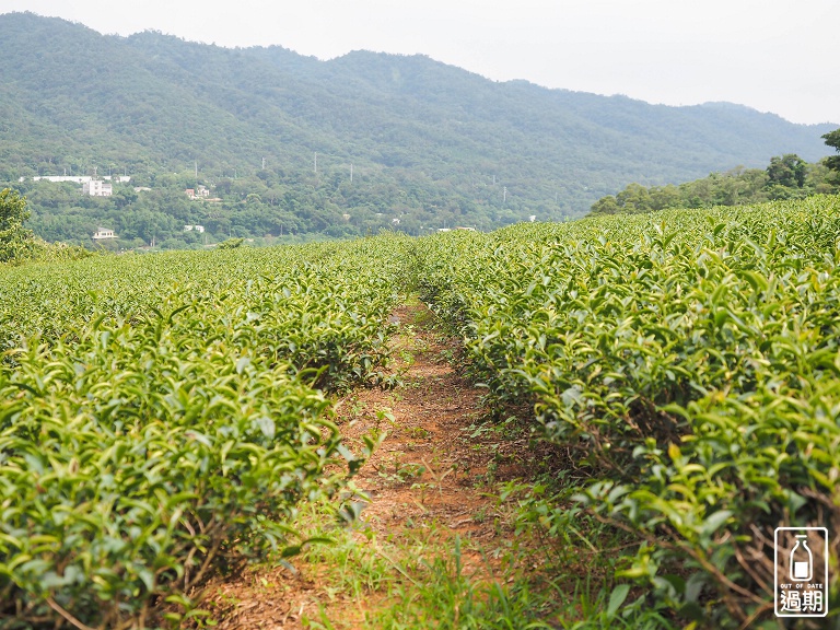 苗栗銅鑼茶廠