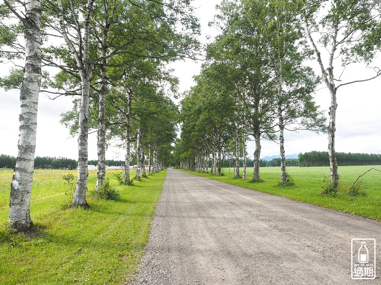 白樺並木街道