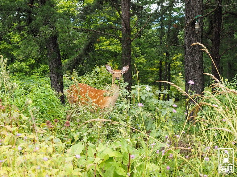 富良野-風之花園