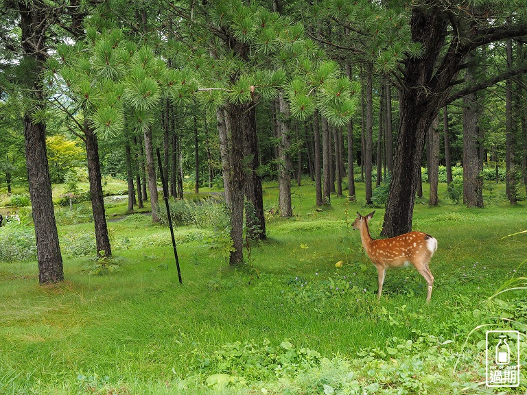 富良野-風之花園