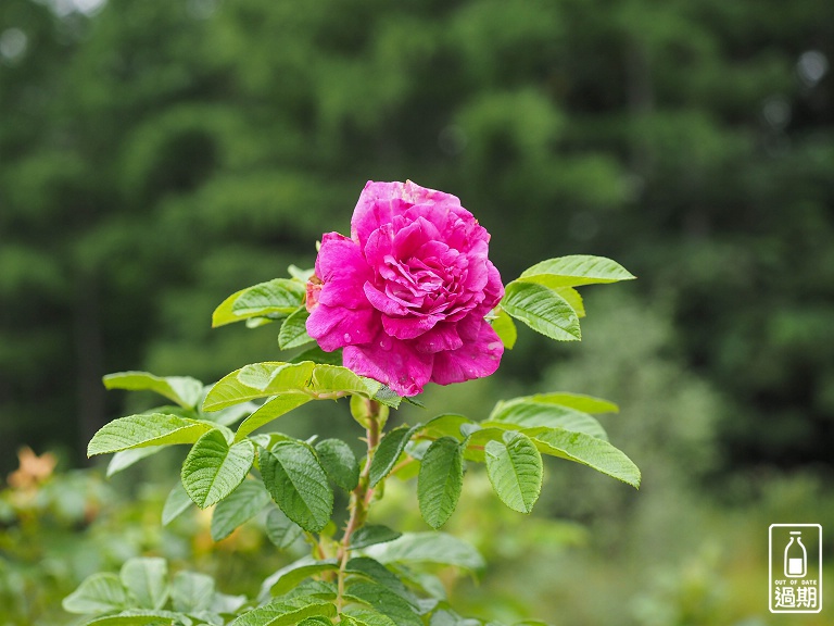 富良野-風之花園