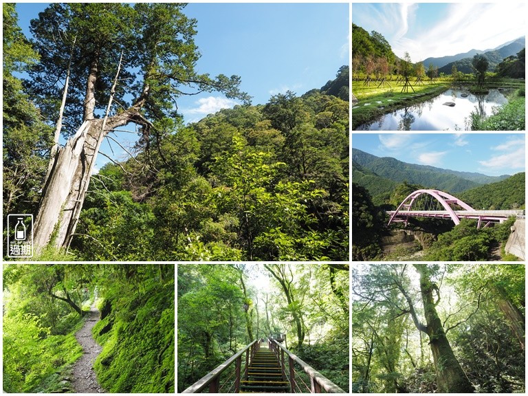 拉拉山神木群步道