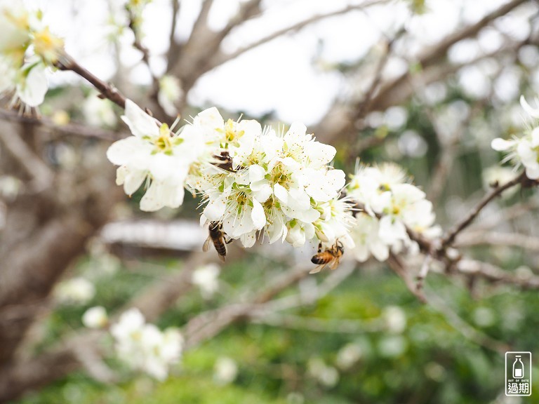 鹿篙咖啡莊園