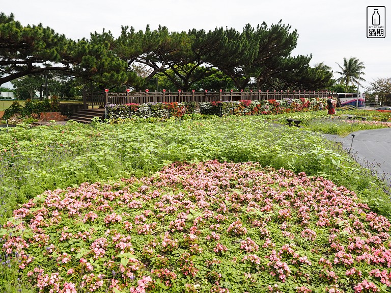 台東成功花海