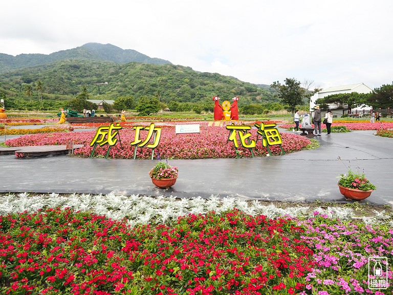 台東成功花海