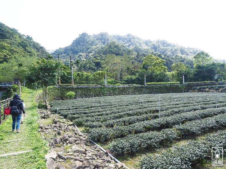金瓜寮茶香生態村