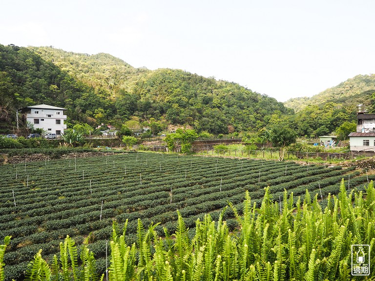 金瓜寮茶香生態村