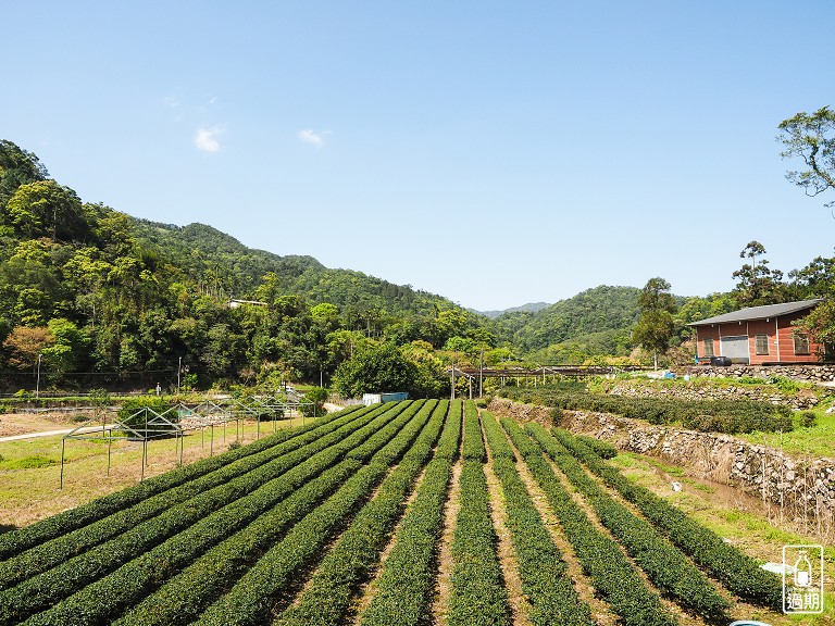 金瓜寮茶香生態村