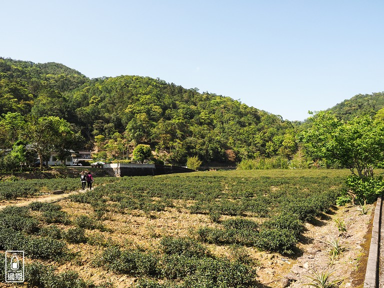 金瓜寮茶香生態村