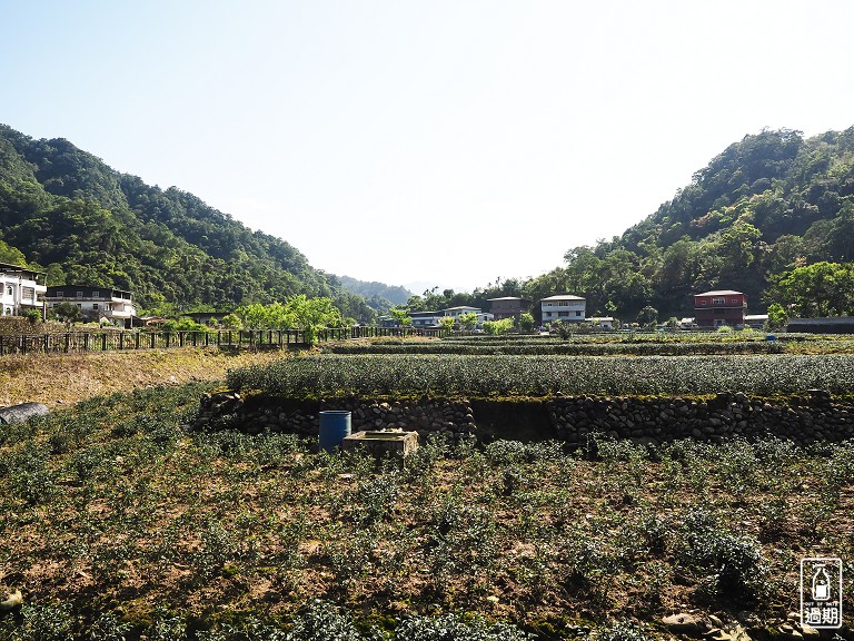 金瓜寮茶香生態村