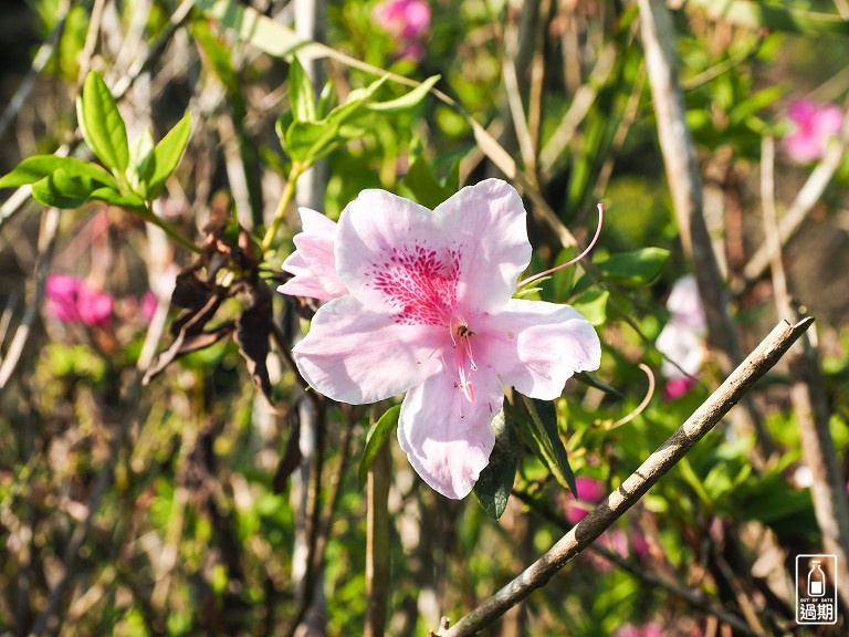 九芎根親水公園