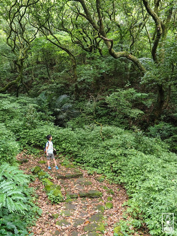 大屯自然公園-二子坪蝴蝶步道