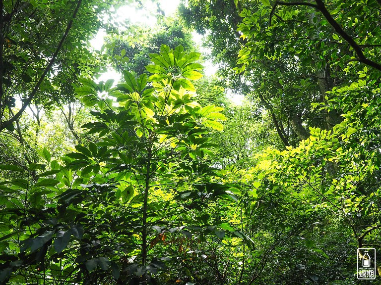 大屯自然公園-二子坪蝴蝶步道