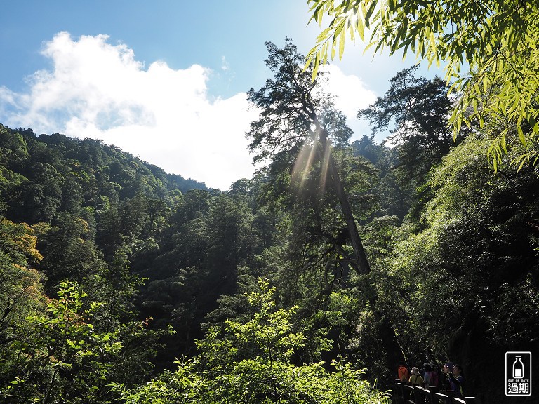 拉拉山神木群步道