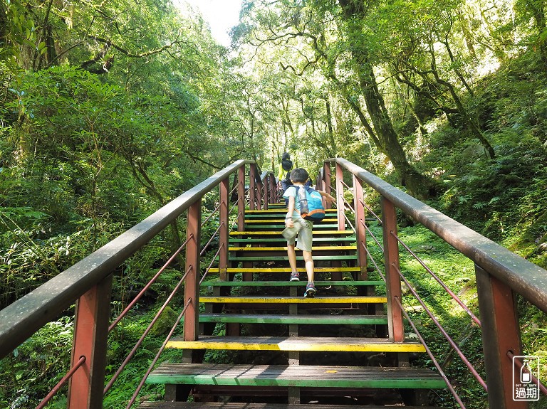 拉拉山神木群步道