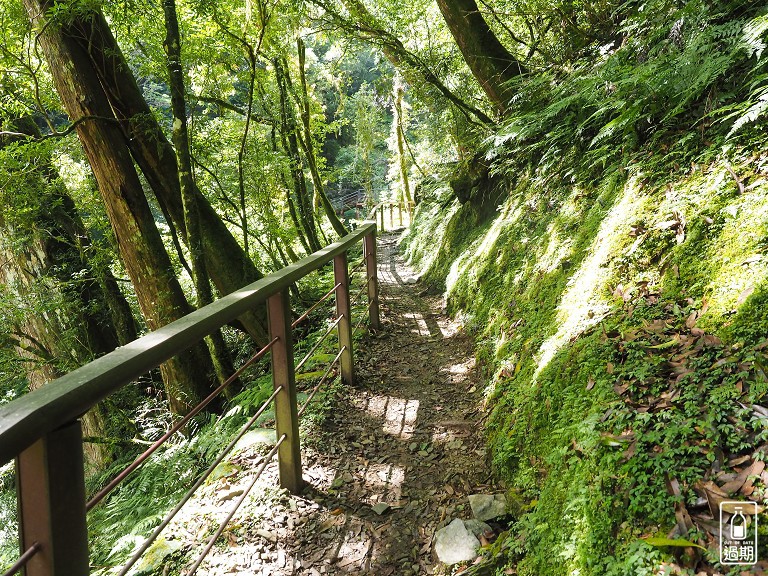 拉拉山神木群步道