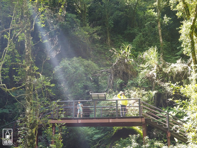 拉拉山神木群步道