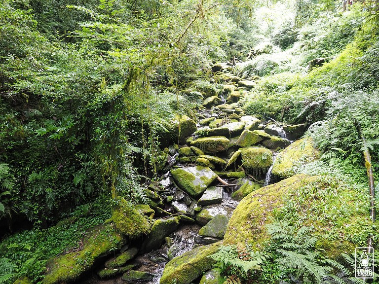 拉拉山神木群步道