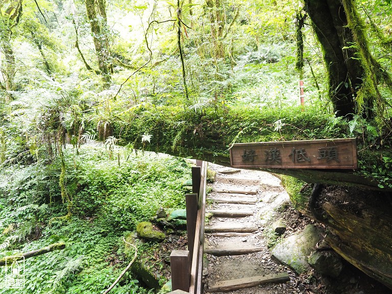 拉拉山神木群步道