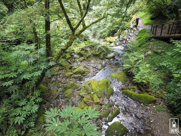 拉拉山神木群步道