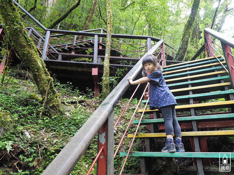 拉拉山神木群步道