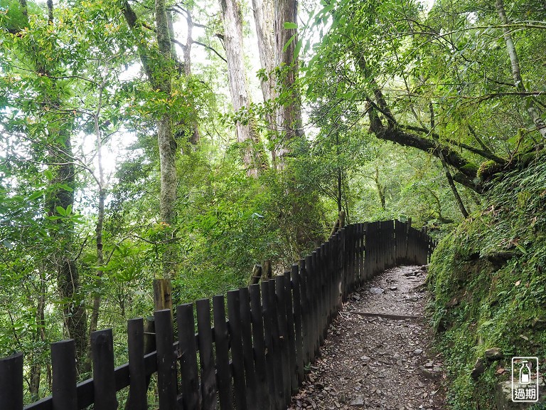 拉拉山神木群步道