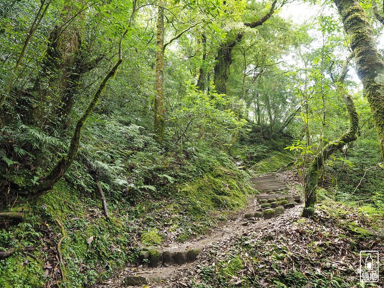 拉拉山神木群步道