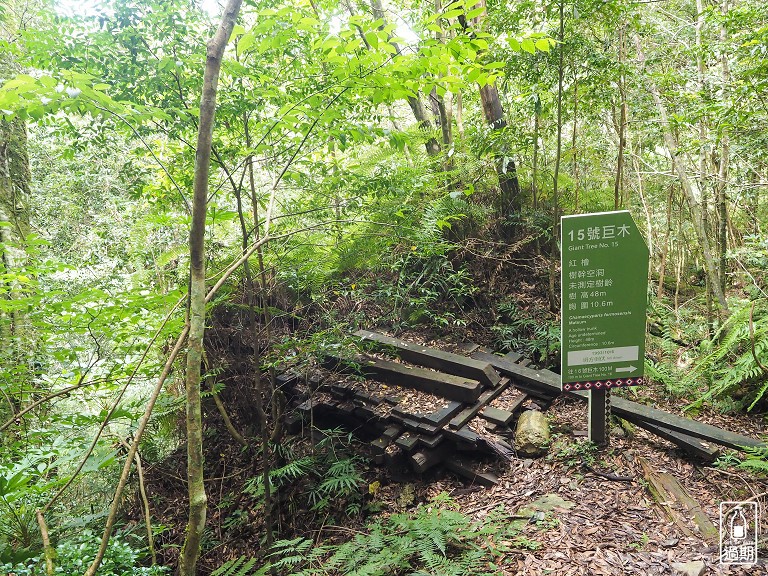 拉拉山神木群步道