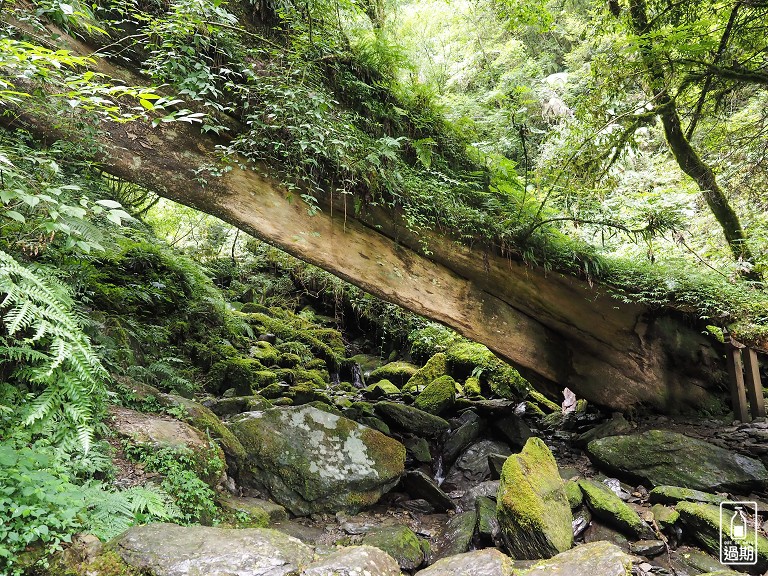 拉拉山神木群步道