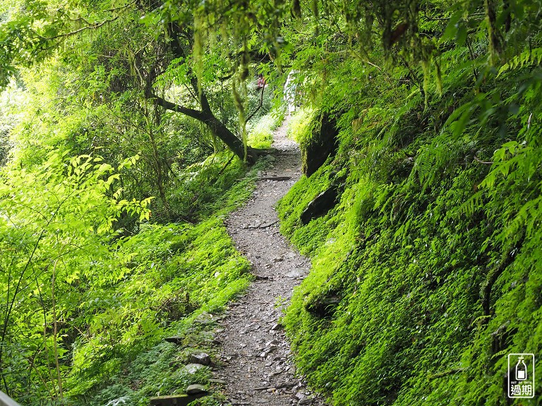 拉拉山神木群步道