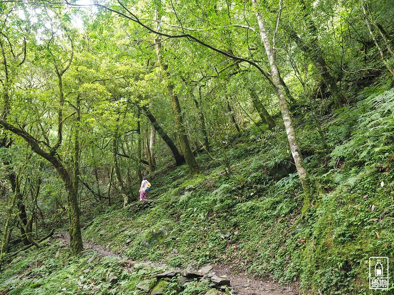 拉拉山神木群步道