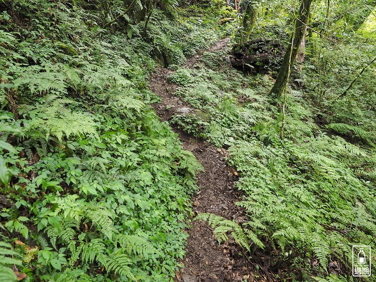 拉拉山神木群步道