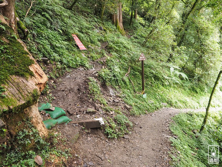 拉拉山神木群步道